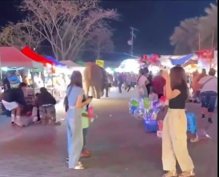 Elephant Trampled Five People After Being Frightened By Fireworks At Thai Festival